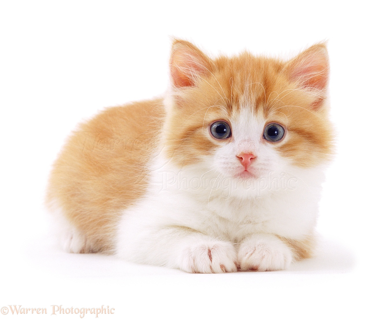 Vixenkit of SkyClan 02375-Ginger-and-white-kitten-white-background