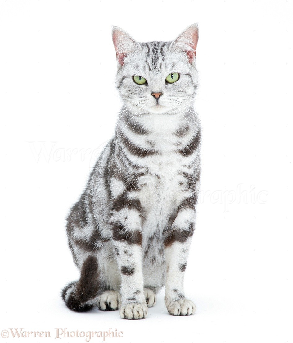 Cloverpool's cats (Updated) - Page 2 17696-Silver-tabby-cat-white-background