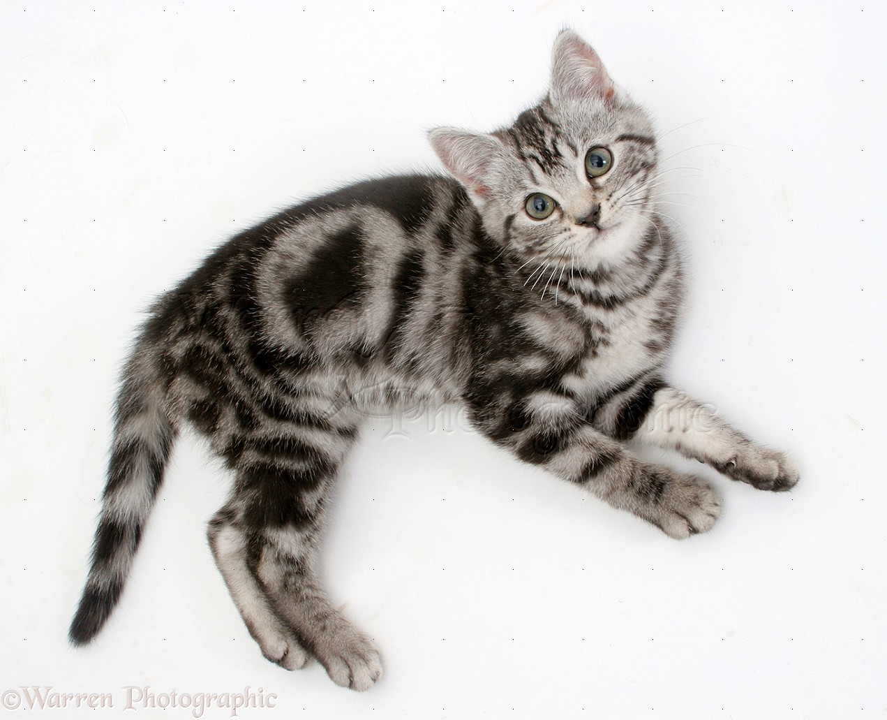 Character Sign-up - Page 2 27813-Silver-tabby-kitten-lying-and-looking-up-white-background
