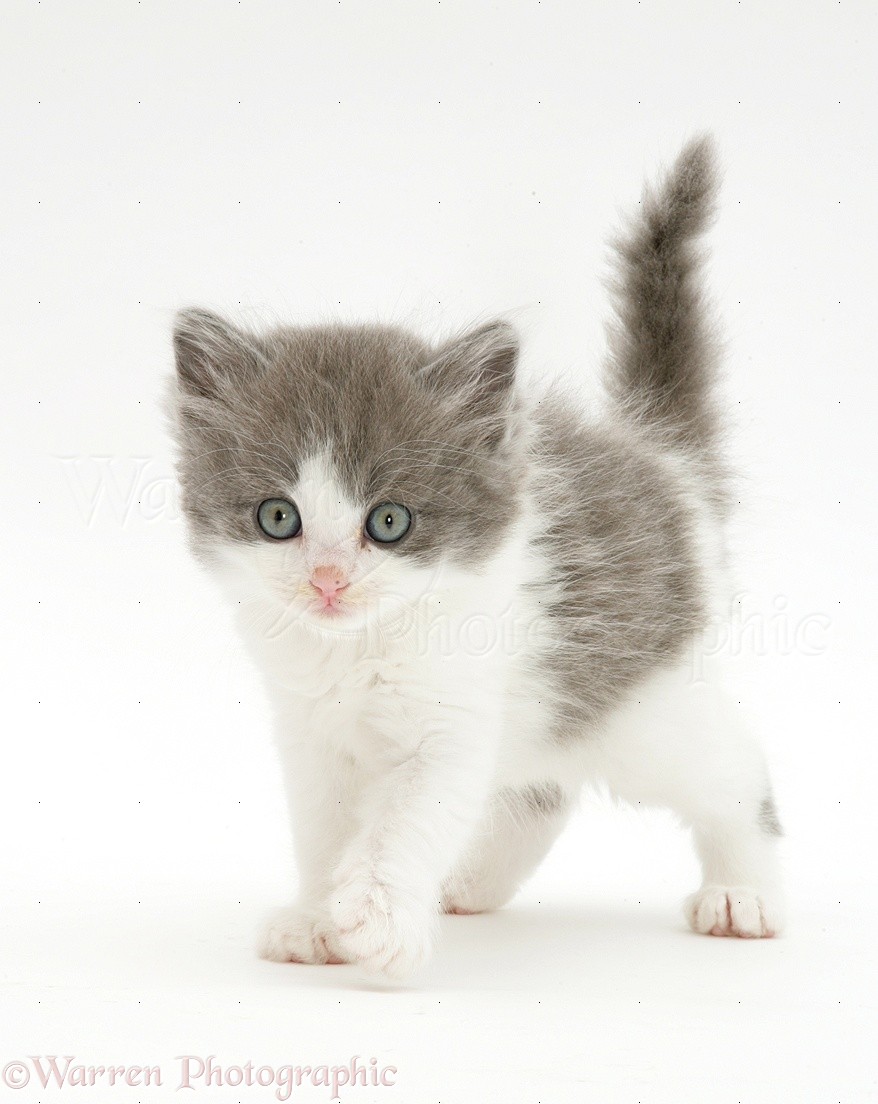 my creation 27817-Fluffy-grey-and-white-kitten-white-background