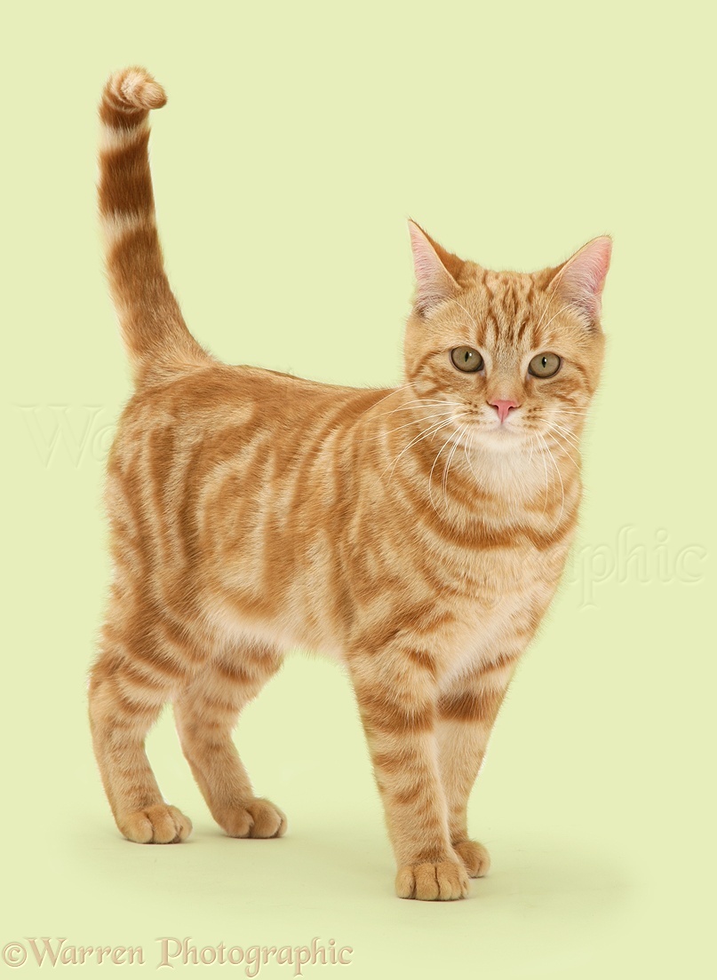 Cloudclan, come from Chickensmoothie. 36560-Ginger-cat-white-background