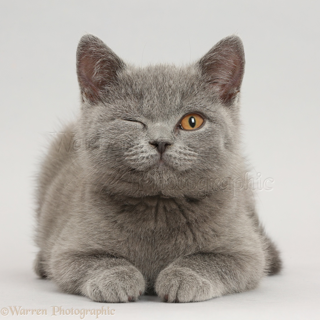 Deep's Book 1.0 42211-Blue-British-Shorthair-kitten-winking-on-grey-background