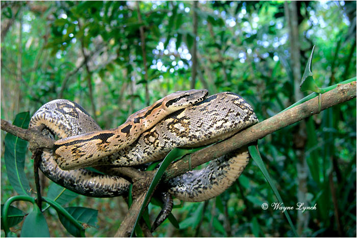 Ficha Boa Dumeril's (Acrantophis dumerili) 42-Madagascar_Tree_Boa_101