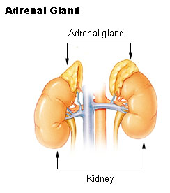 دول بعض صور الابدومن والبلفيس لسنه تانيه Adrenal_gland