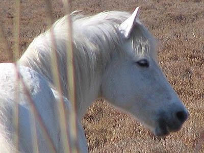 Oana/Diaoul Cheval-camargue