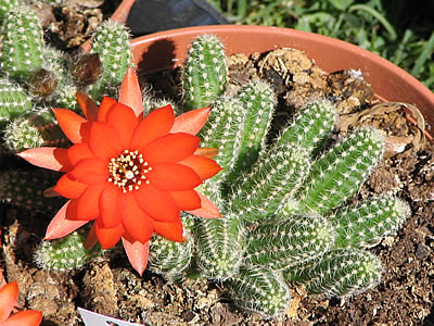 Kaktusi Chamaecereus