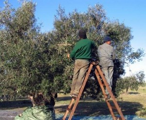 Bonne nouvelle : Récolte record d’olives à Monastir Campagne-de-cueillette-des-olives-photo-vacanceo.com_-300x248