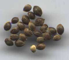 Le Cannabis Seeds1