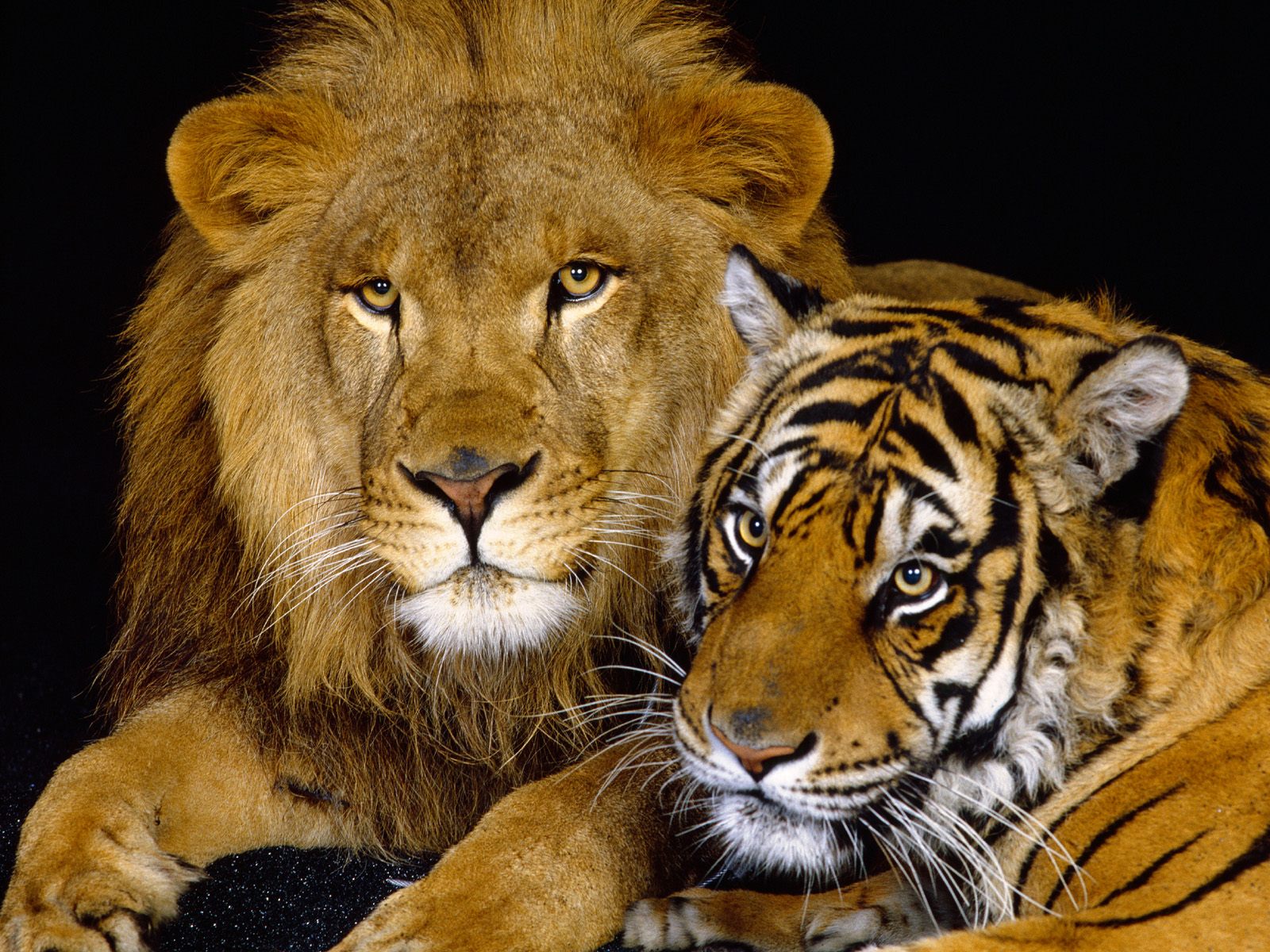 Animaux favoris Lion-tigre-7-lions-animaux