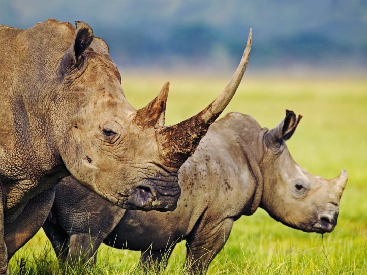 [Mission] Jubo Ivoire Rhinoceros-720px