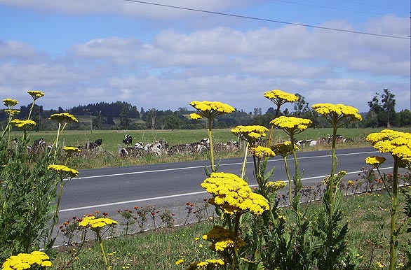 ¿Donde vamos el domingo? - 17/04/11 Flores-carretera