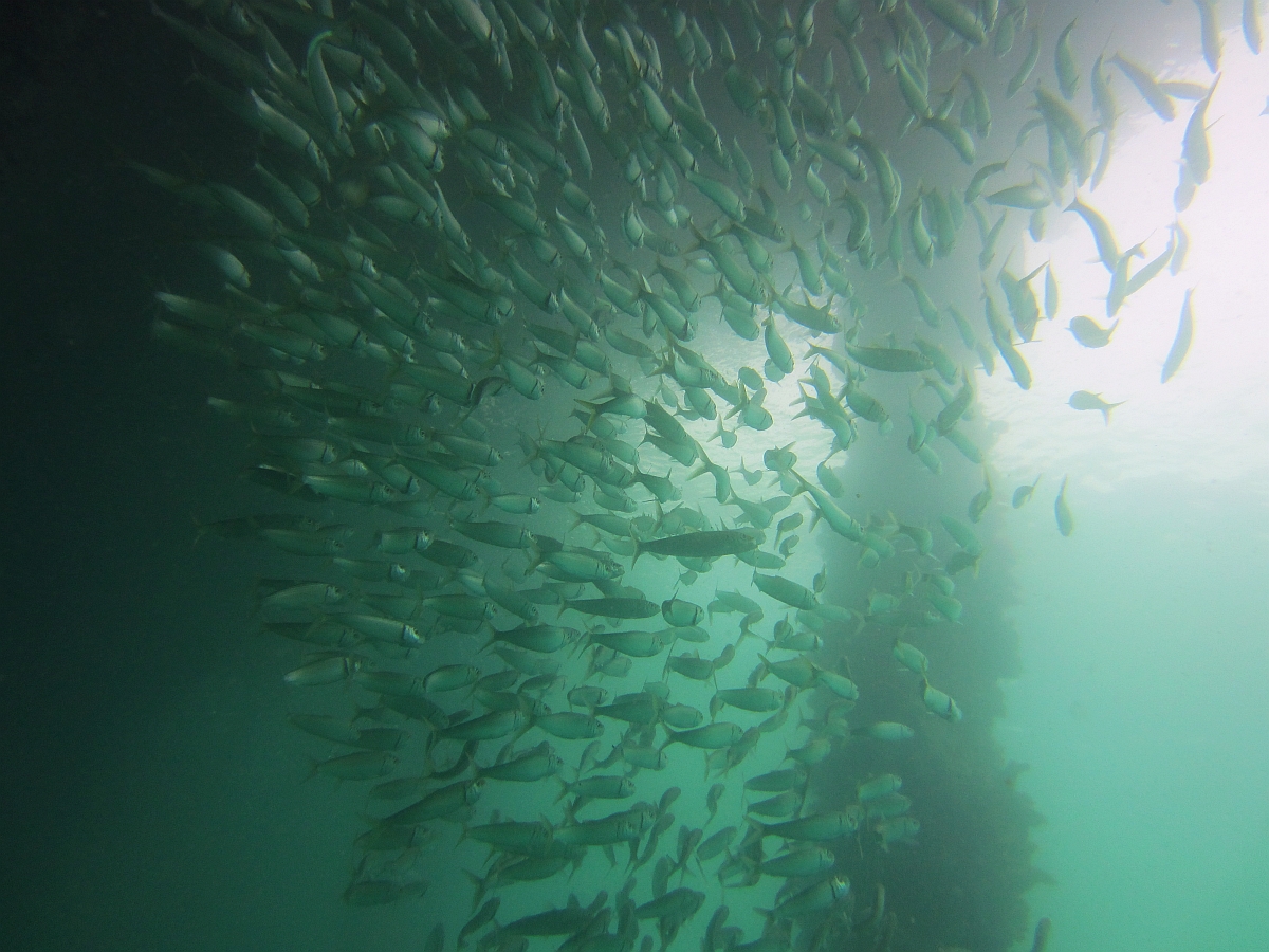 Sunday Dive: 14-04-2013 Coogee - Seiko SRP043 Coogee%2014-04-2013%20fish%201