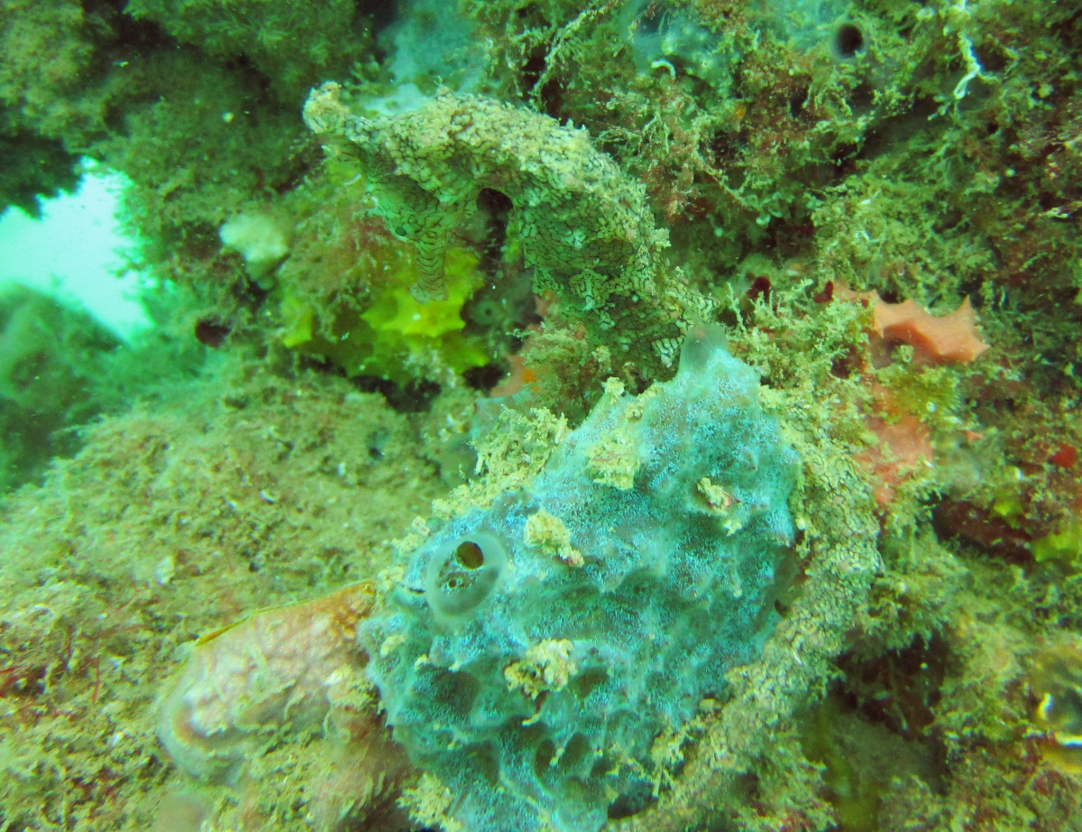 Sunday Dive: 14-04-2013 Coogee - Seiko SRP043 Coogee%2014-04-2013%20seahorse%202