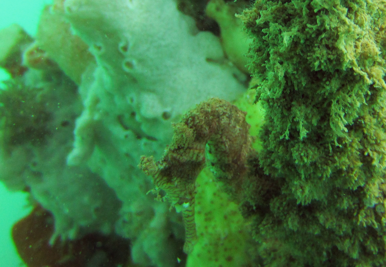 Sunday Dive: 14-04-2013 Coogee - Seiko SRP043 Coogee%2014-04-2013%20seahorse%204