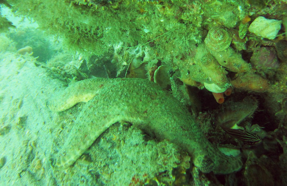 Sunday Dive: 14-04-2013 Coogee - Seiko SRP043 Coogee%2014-04-2013%20starfish%201