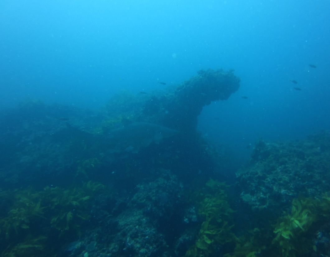 Sinn U1 in the Big Blue Diving%20Rottnest%20CrystalPalace%2012-01-2012%202%20Shark