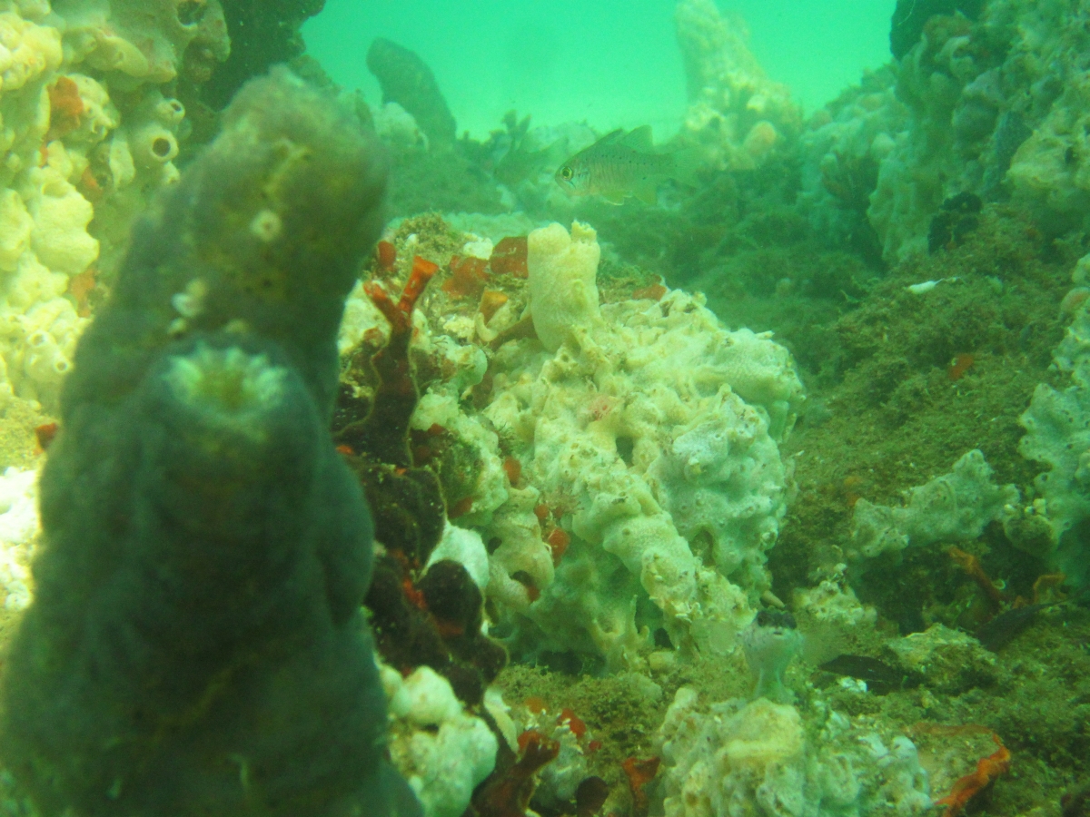 Sunday Dive: 24-03-2013 - Kwinana - Orient Ray Kwinana%20Grain%20Jetty%2024-03-2013%20crab%27s%20view%201