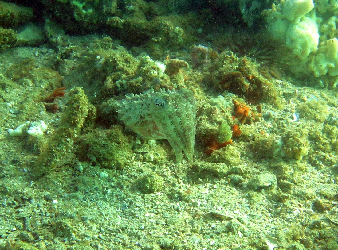 Sunday Dive: 24-03-2013 - Kwinana - Orient Ray Kwinana%20Grain%20Jetty%2024-03-2013%20cuttlefish%200