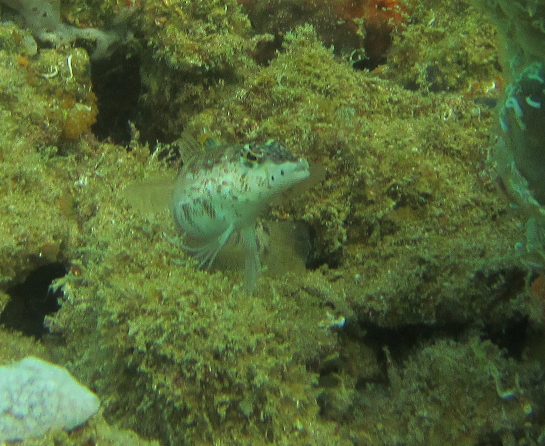 Sunday Dive: 24-03-2013 - Kwinana - Orient Ray Kwinana%20Grain%20Jetty%2024-03-2013%20fish%201