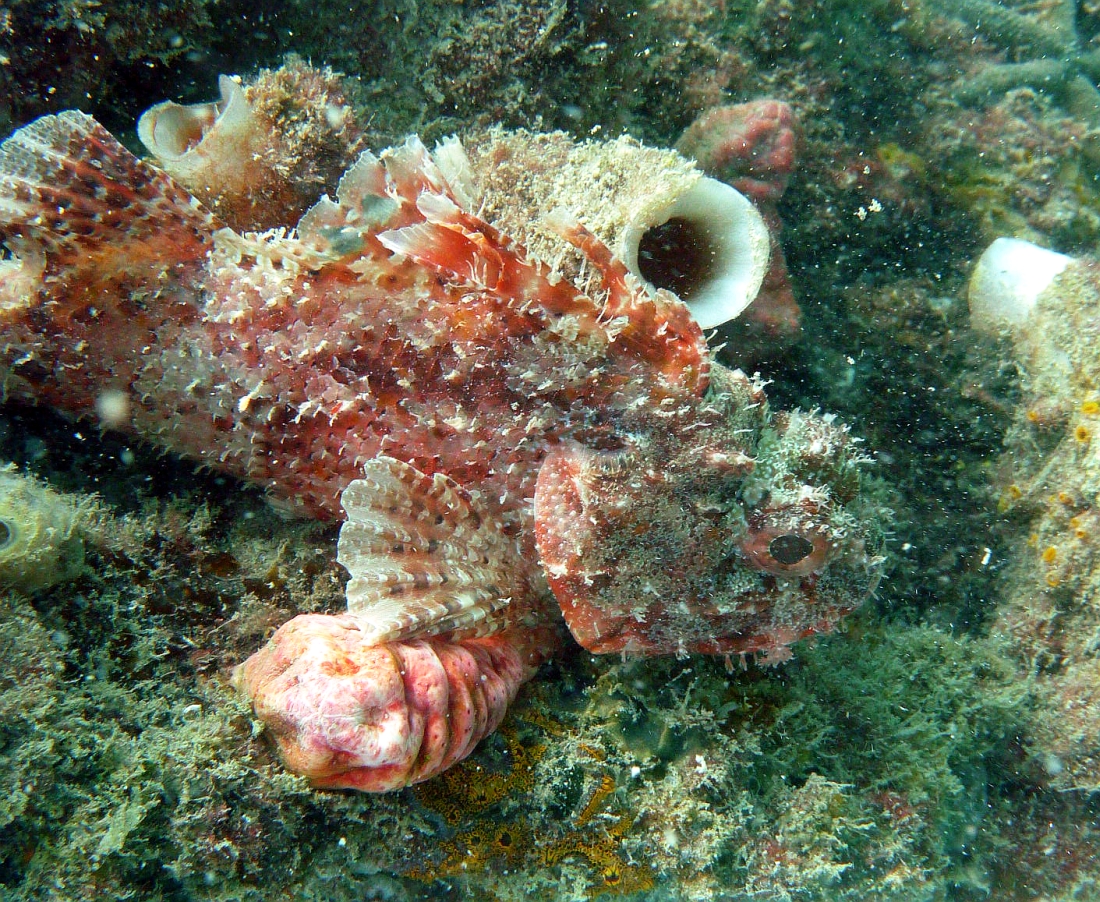 Some dive pics from a site at day and then night - Seiko SBDX001 Robb%27s%20Jetty%2001-06-2013%20fish%205