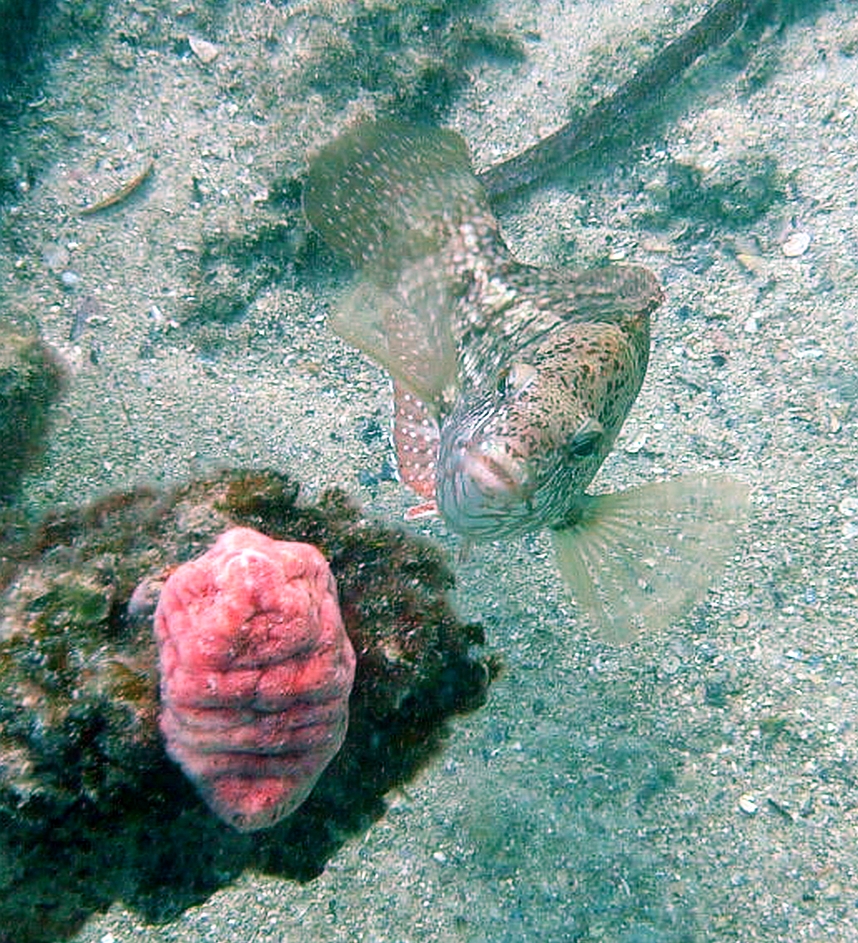 Some dive pics from a site at day and then night - Seiko SBDX001 Robb%27s%20Jetty%2001-06-2013%20fish%206