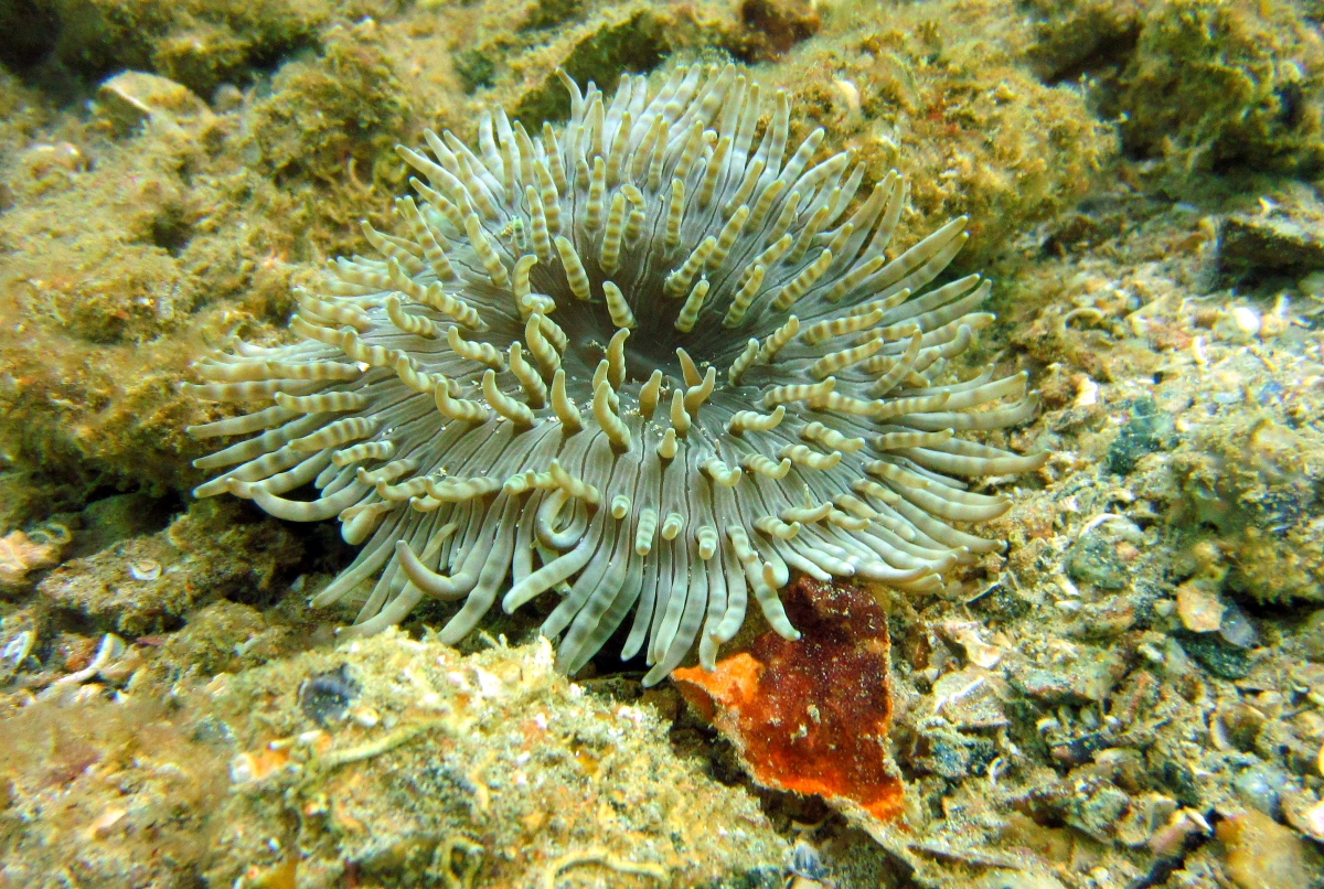 Sunday Dive: 21-04-2013 Rockingham - Orient Mako Rockingham%20grain%20teminal%2021-04-2013%20anenome%202