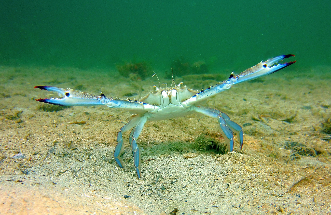 Sunday Dive: 21-04-2013 Rockingham - Orient Mako Rockingham%20grain%20teminal%2021-04-2013%20crab%201