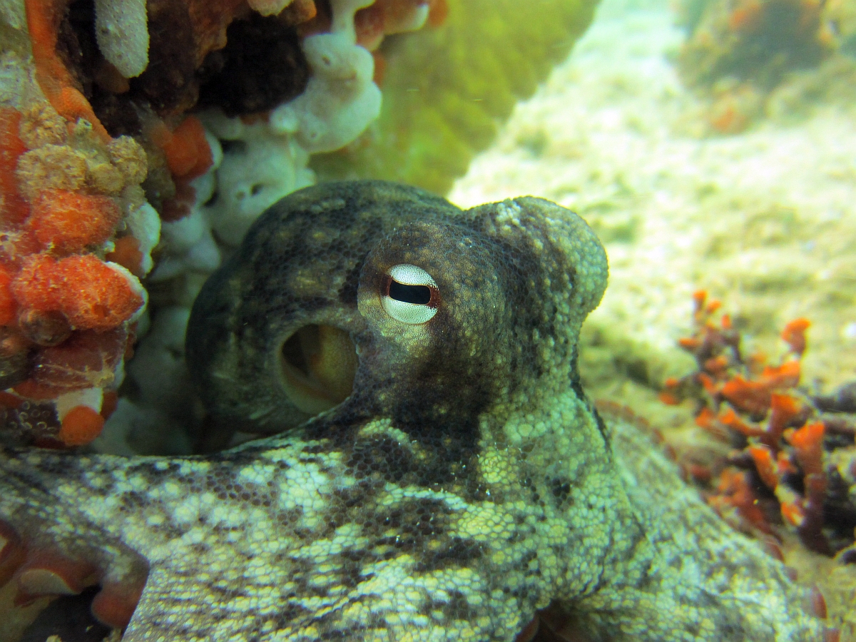 Sunday Dive: 21-04-2013 Rockingham - Orient Mako Rockingham%20grain%20teminal%2021-04-2013%20octopus%202