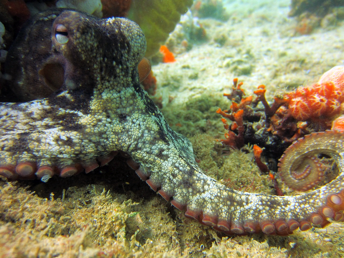 Sunday Dive: 21-04-2013 Rockingham - Orient Mako Rockingham%20grain%20teminal%2021-04-2013%20octopus%203