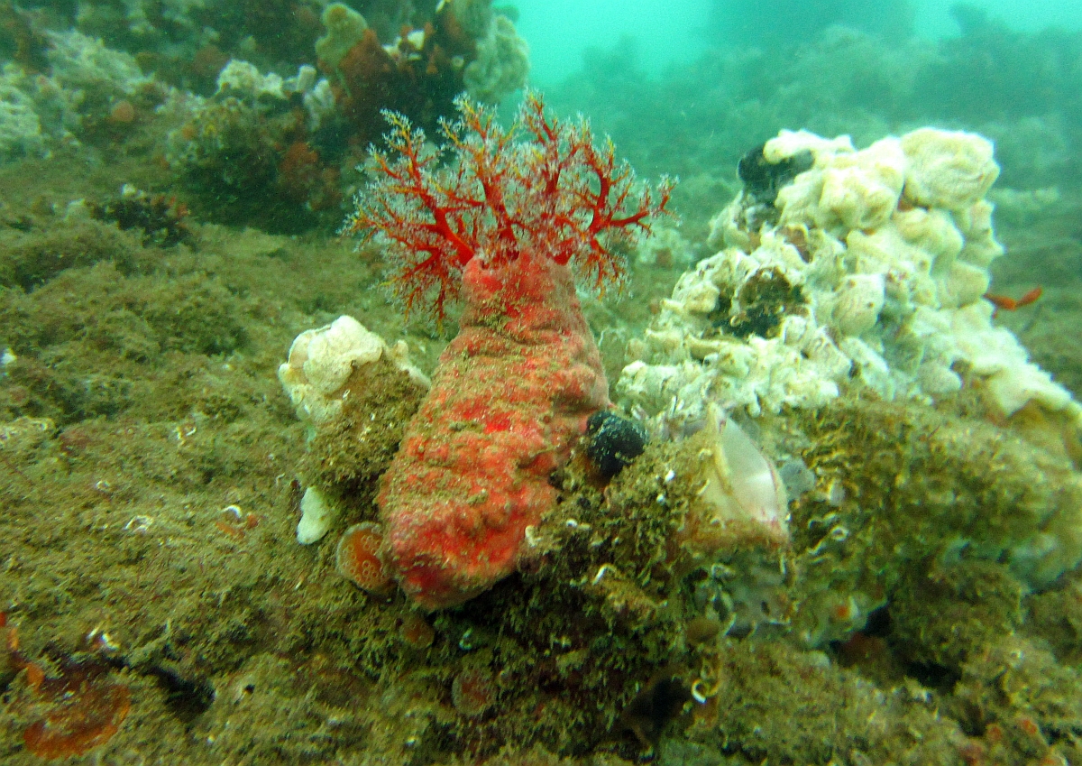 Sunday Dive: 21-04-2013 Rockingham - Orient Mako Rockingham%20grain%20teminal%2021-04-2013%20slug%203