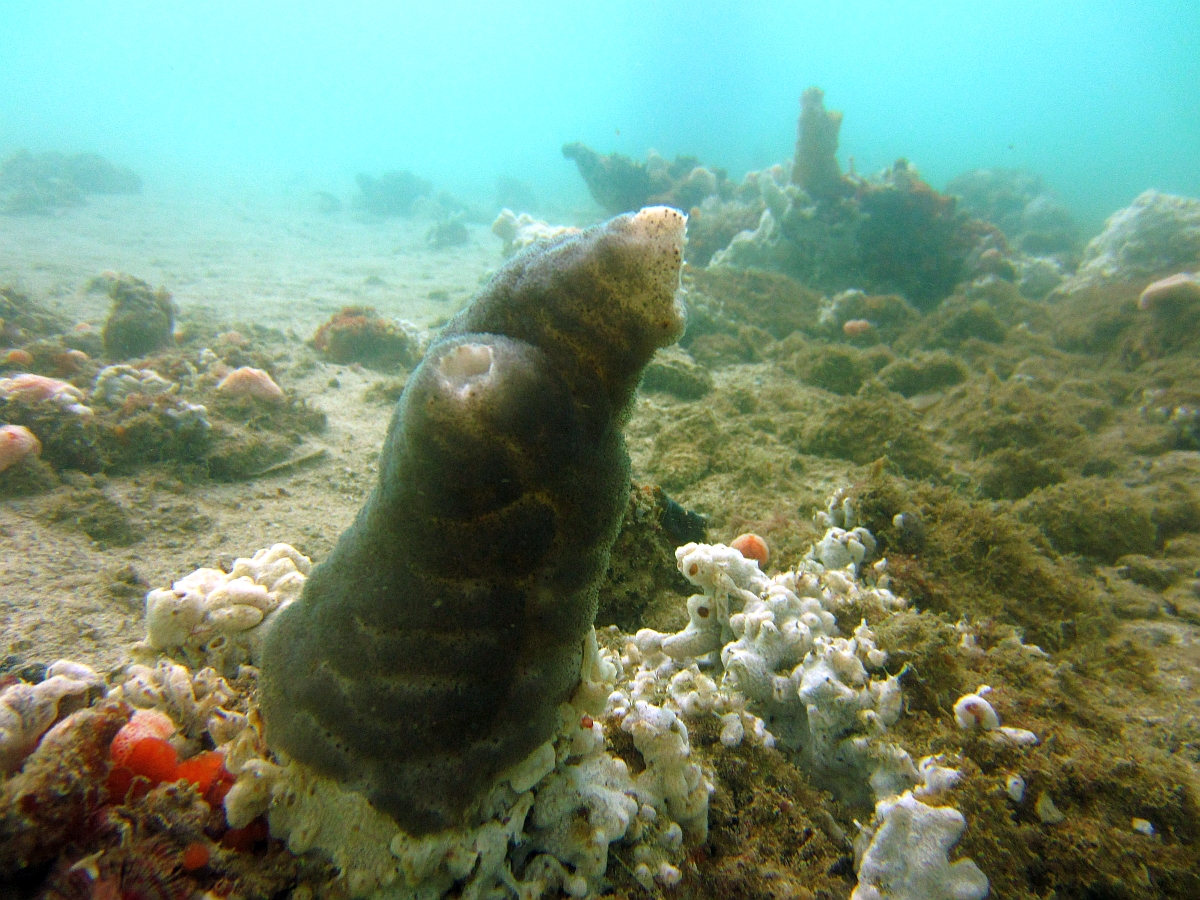 Sunday Dive: 21-04-2013 Rockingham - Orient Mako Rockingham%20grain%20teminal%2021-04-2013%20sponges%203