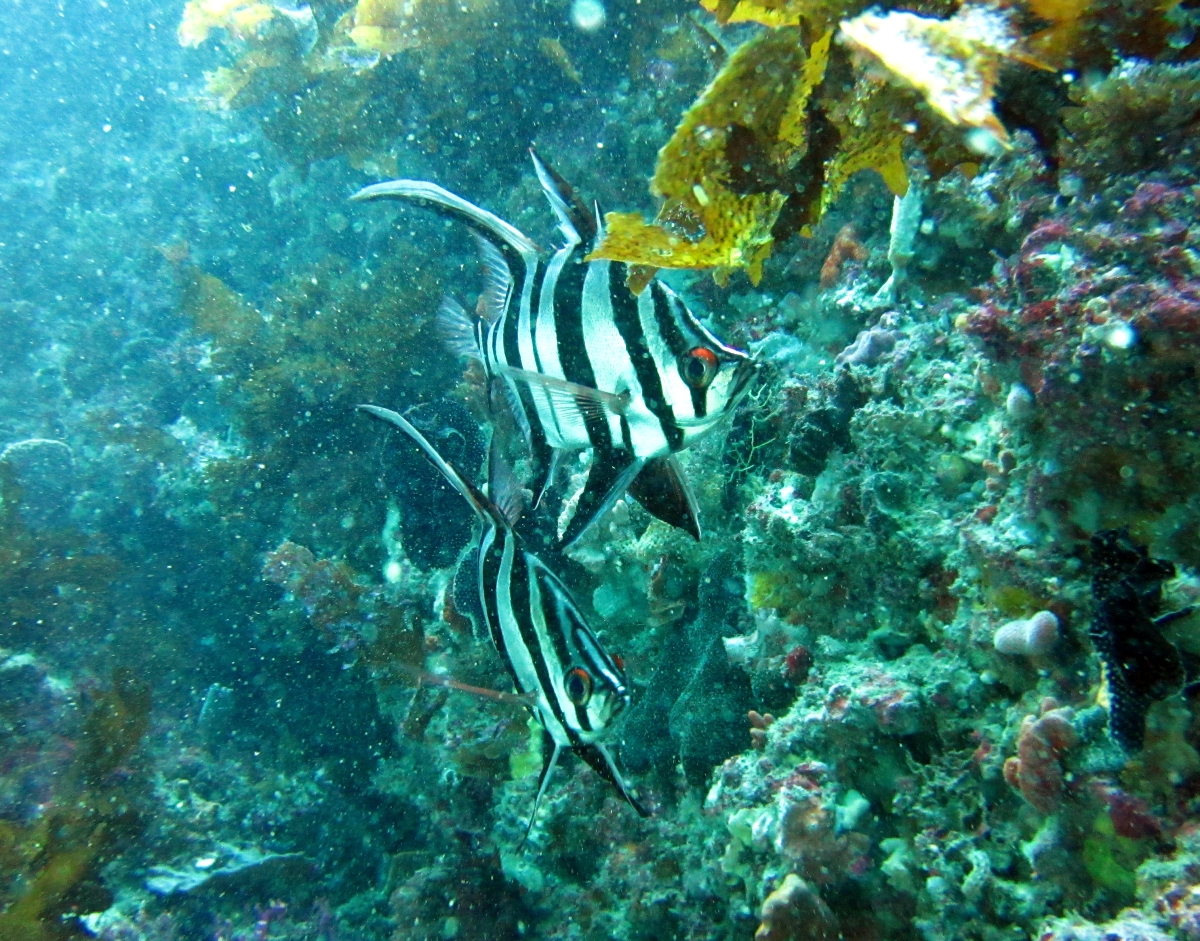 Sunday Dive: 05-05-2013 Roes Reef - OS300 Roes%20Reef%205-5-1013%20%20fish%202
