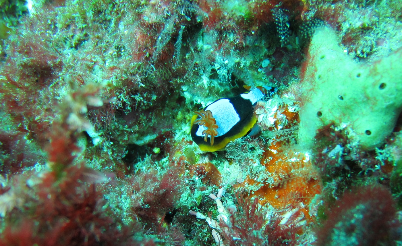 Sunday Dive: 05-05-2013 Roes Reef - OS300 Roes%20Reef%205-5-1013%20%20nudibranch%201