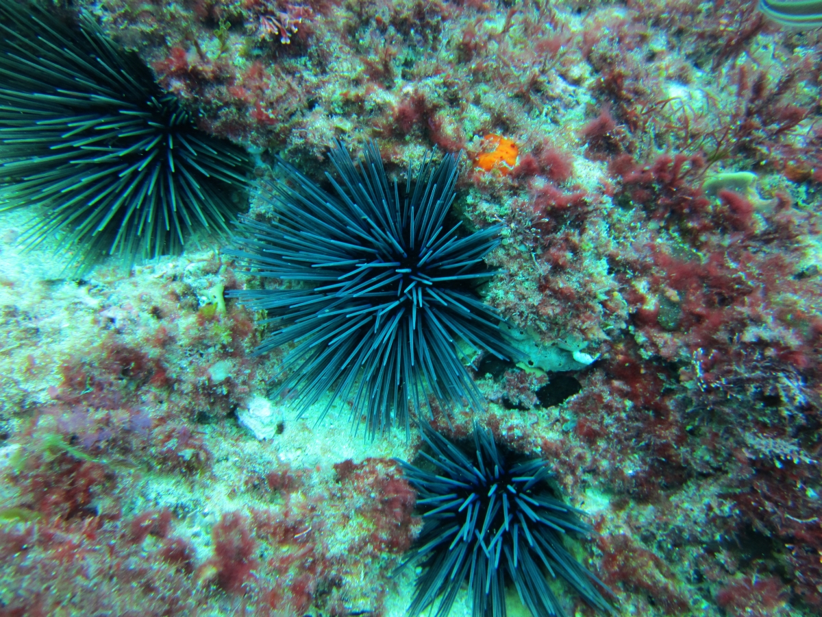 Sunday Dive: 05-05-2013 Roes Reef - OS300 Roes%20Reef%205-5-2013%20urchins%202