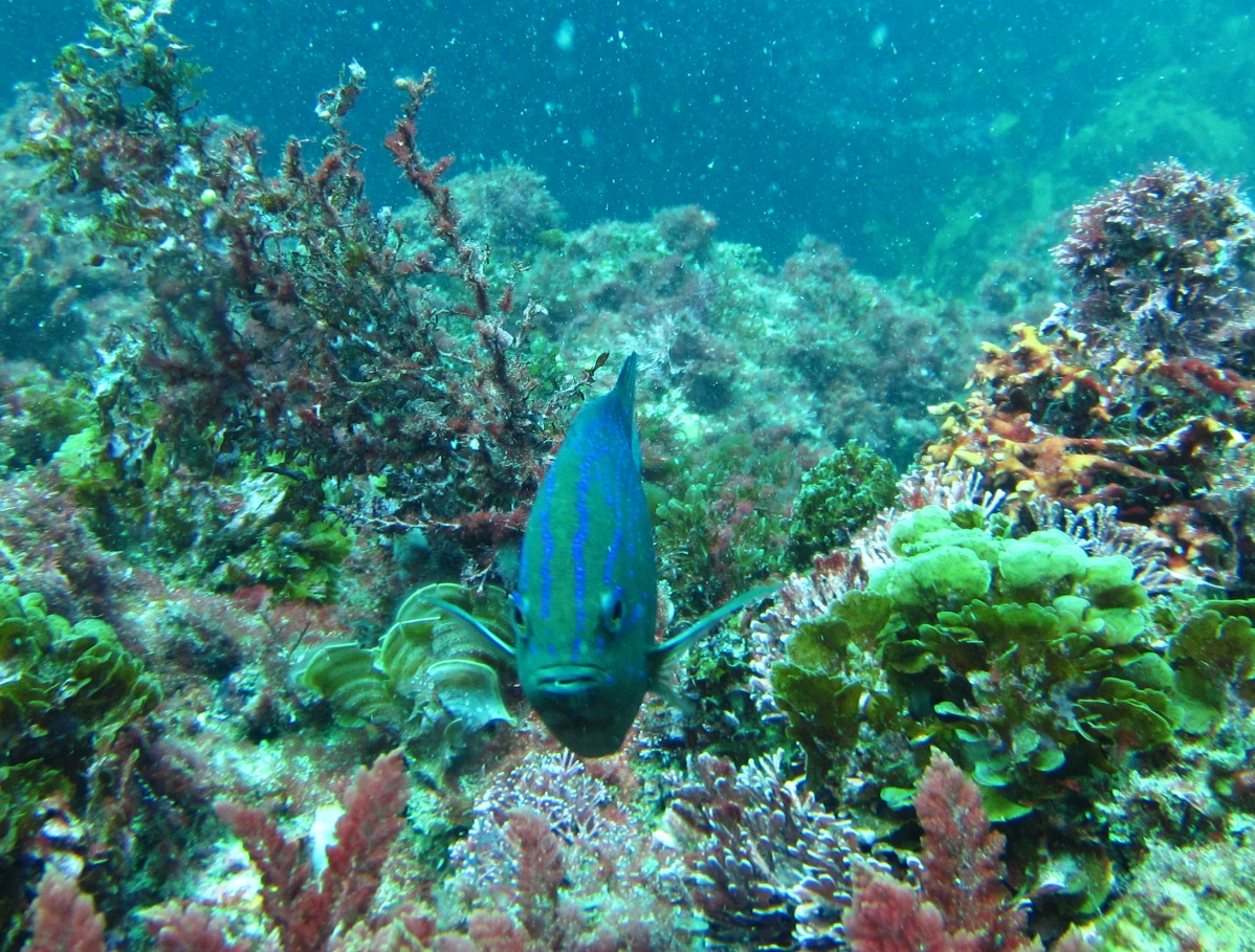 Sunday Dive: 31-03-2013 - Rottnest Egg Hunt - Bremont Supermarine S500 Rottnest%20Easter%20egg%20hunt%203-03-2013%20fish%208