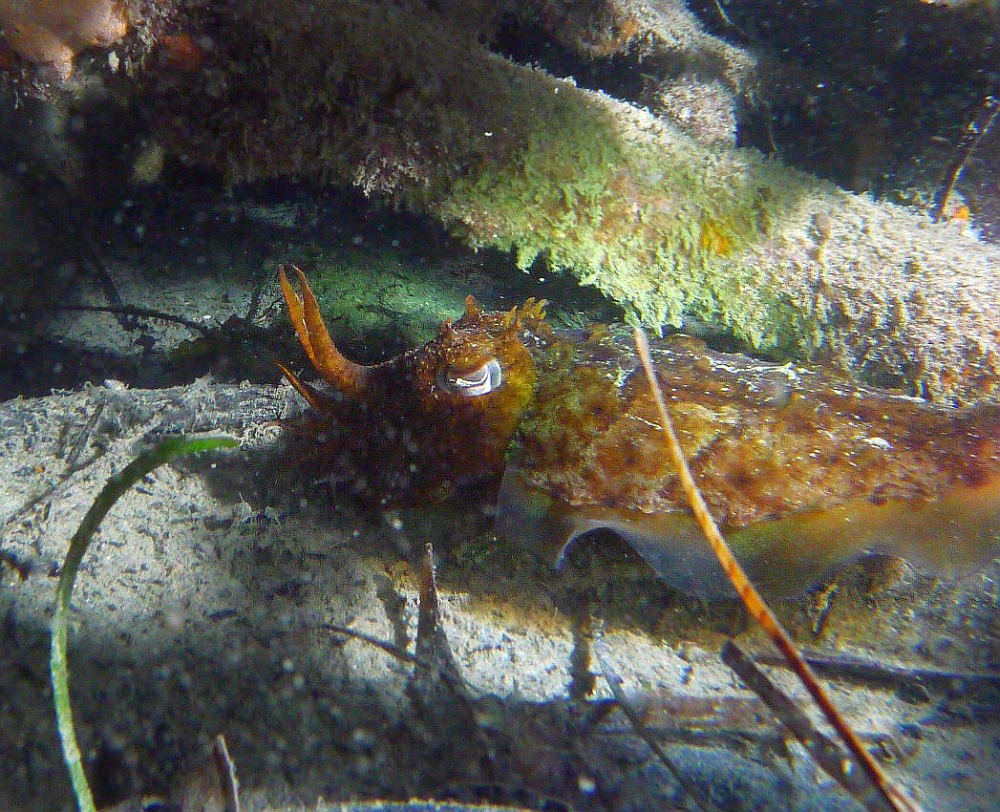 Some dive pics from a site at day and then night - Seiko SBDX001 Sue%27s%20Groyne%2001-06-2013%20cuttlefish%201