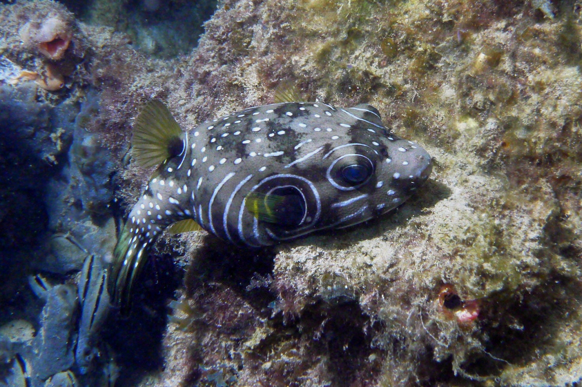 Some dive pics from a site at day and then night - Seiko SBDX001 Sue%27s%20Groyne%2001-06-2013%20fish%201