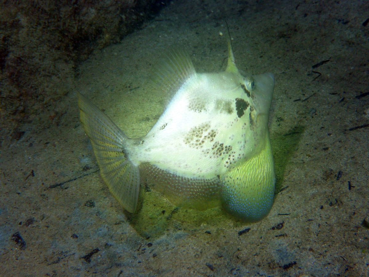 Some dive pics from a site at day and then night - Seiko SBDX001 Sue%27s%20Groyne%2001-06-2013%20fish%202