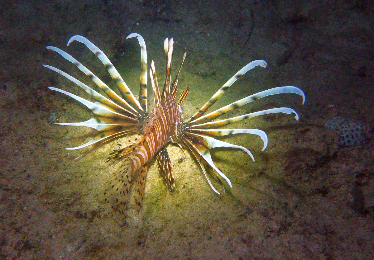 Some dive pics from a site at day and then night - Seiko SBDX001 Sue%27s%20Groyne%2001-06-2013%20lionfish%204