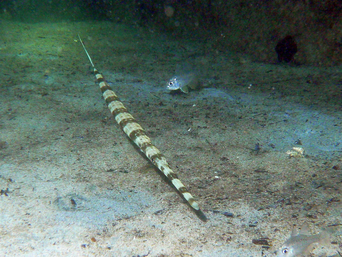 Some dive pics from a site at day and then night - Seiko SBDX001 Sue%27s%20Groyne%2001-06-2013%20pipefish%201
