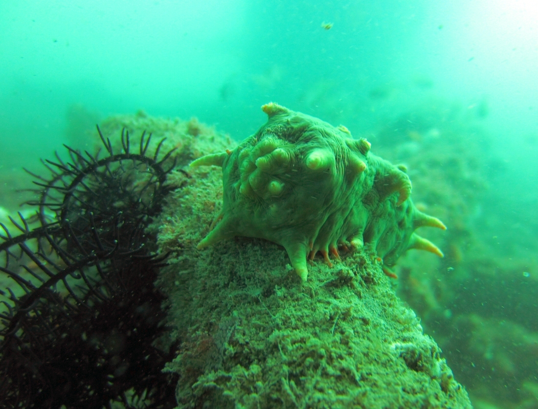 Sunday Dive: 07-04-2013 Woodman Point - Seiko SKX007 Woodman%20Point%2007-04-2013%20slug%201