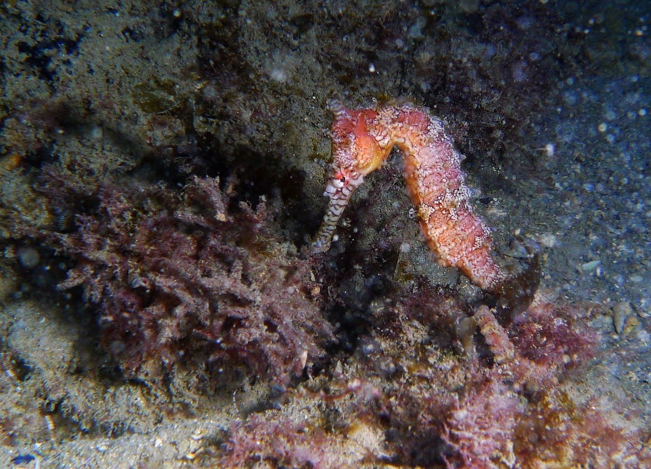 Night Dive: Woodman Point 18-06-2013 - Dievas Focal Woodman%20Point%20night%20dive%2018-06-2013%20seahorse%202