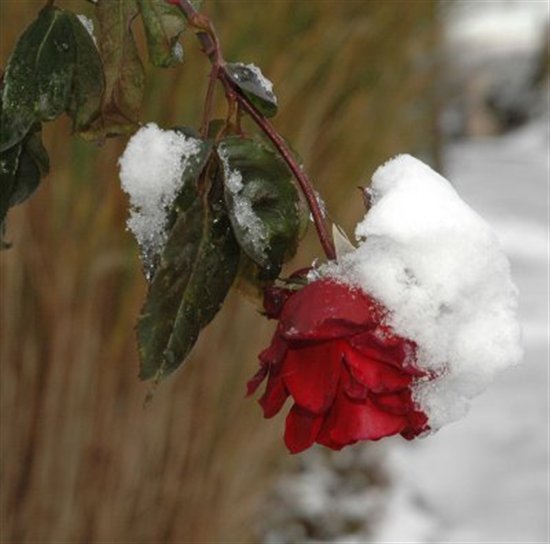 روعة الورد مع الثلج ,’ 1%20%2813%29
