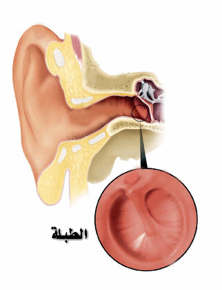 الاذن عند الانسان شرح كامل مصور Drum