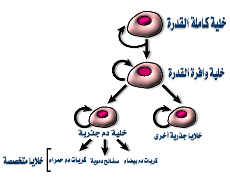 الخلايا الجذرية Es2