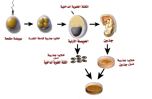 الخلايا الجذرية Es3