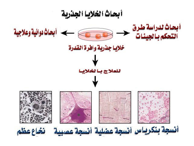 الخلايا الجذرية Es5