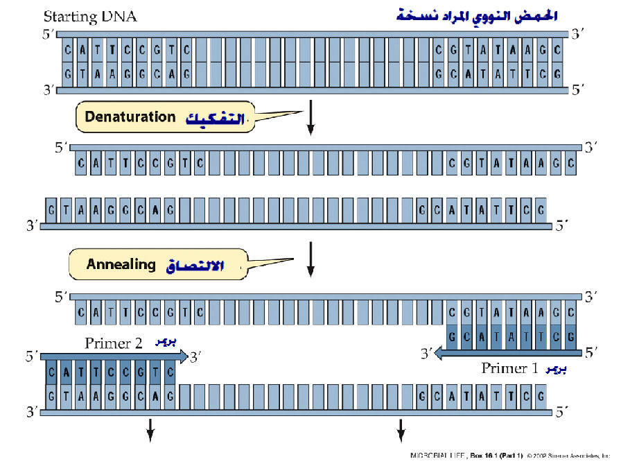 تقنية PCR Pcr