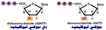 الهندسة الوراثيه DdNTP