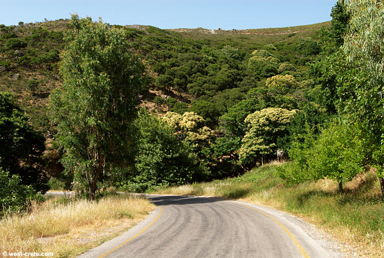 OMALOS GİRİT Chestnut-trees